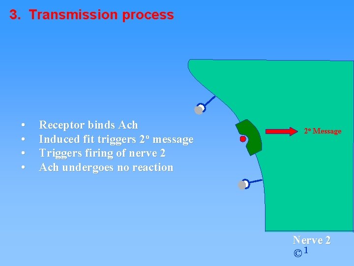 3. Transmission process • • Receptor binds Ach Induced fit triggers 2 o message