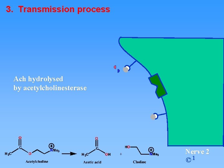 3. Transmission process Ach hydrolysed by acetylcholinesterase Nerve 2 © 1 