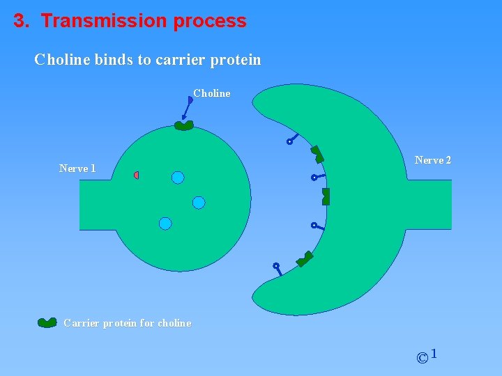 3. Transmission process Choline binds to carrier protein Choline Nerve 1 Nerve 2 Carrier