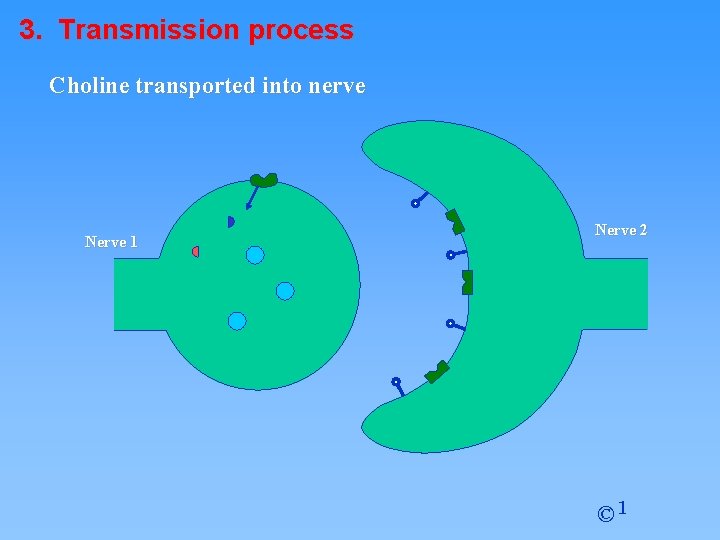 3. Transmission process Choline transported into nerve Nerve 1 Nerve 2 © 1 