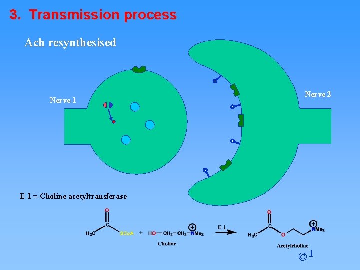 3. Transmission process Ach resynthesised Nerve 1 Nerve 2 E 1 = Choline acetyltransferase