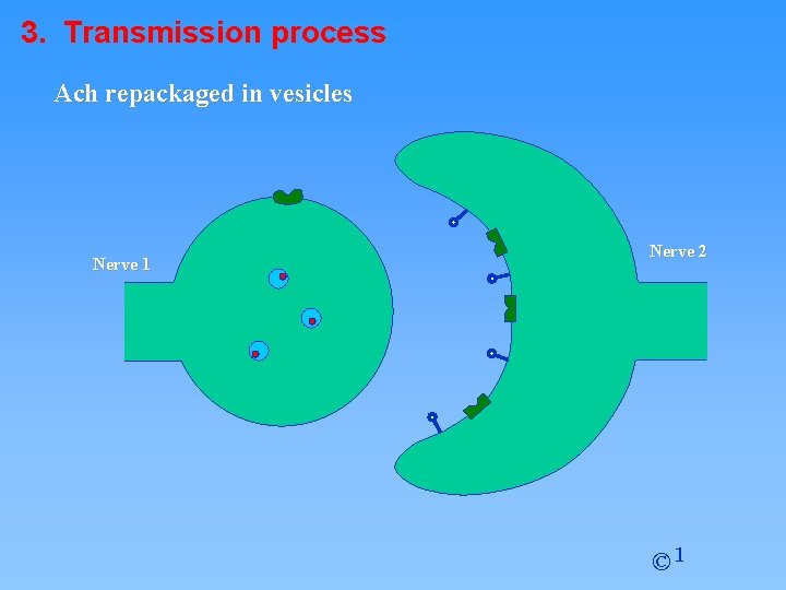 3. Transmission process Ach repackaged in vesicles Nerve 1 Nerve 2 © 1 