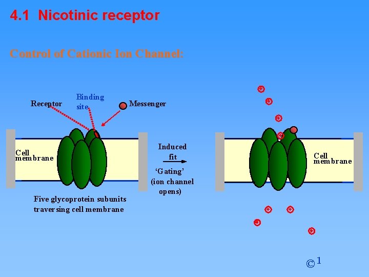 4. 1 Nicotinic receptor Control of Cationic Ion Channel: Receptor Binding site Cell membrane
