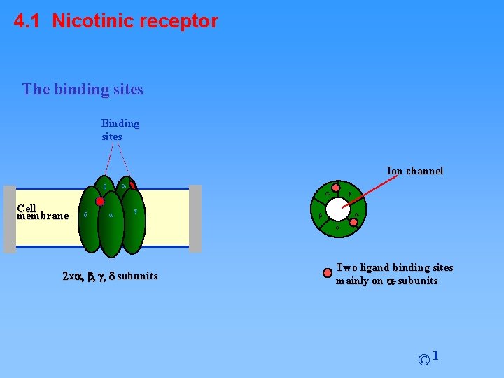 4. 1 Nicotinic receptor The binding sites Binding sites Ion channel a b Cell
