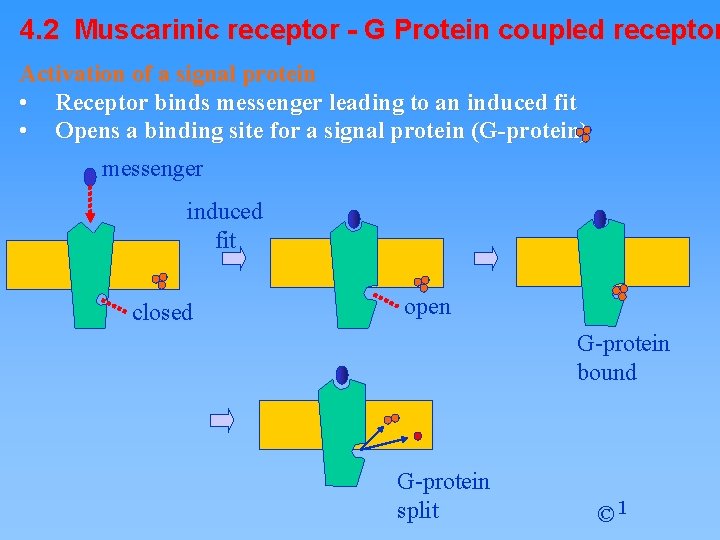 4. 2 Muscarinic receptor - G Protein coupled receptor Activation of a signal protein