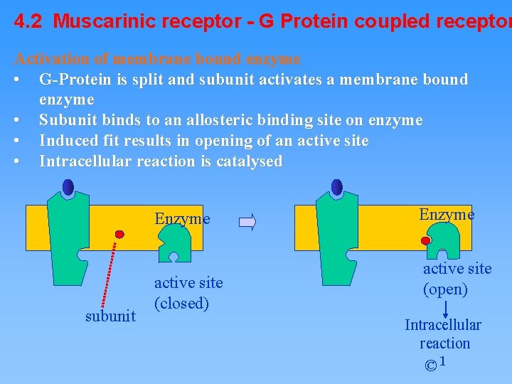4. 2 Muscarinic receptor - G Protein coupled receptor Activation of membrane bound enzyme
