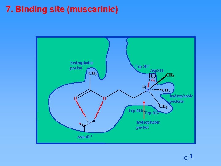 7. Binding site (muscarinic) hydrophobic pocket Trp-307 Asp 311 hydrophobic pockets Trp-616 Trp-613 hydrophobic