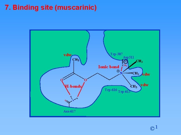 7. Binding site (muscarinic) vdw Trp-307 Asp 311 Ionic bond vdw H-bonds vdw Trp-616