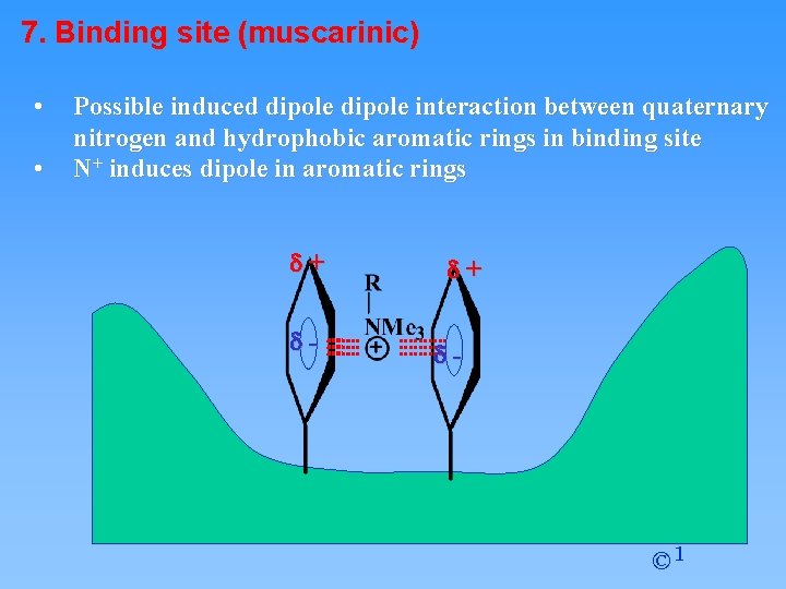 7. Binding site (muscarinic) • • Possible induced dipole interaction between quaternary nitrogen and