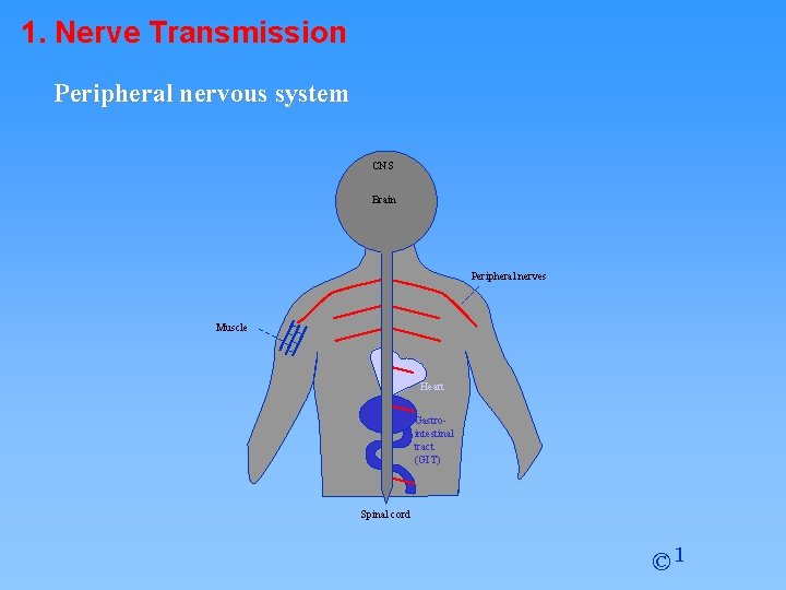 1. Nerve Transmission Peripheral nervous system CNS Brain Peripheral nerves Muscle Heart Gastrointestinal tract