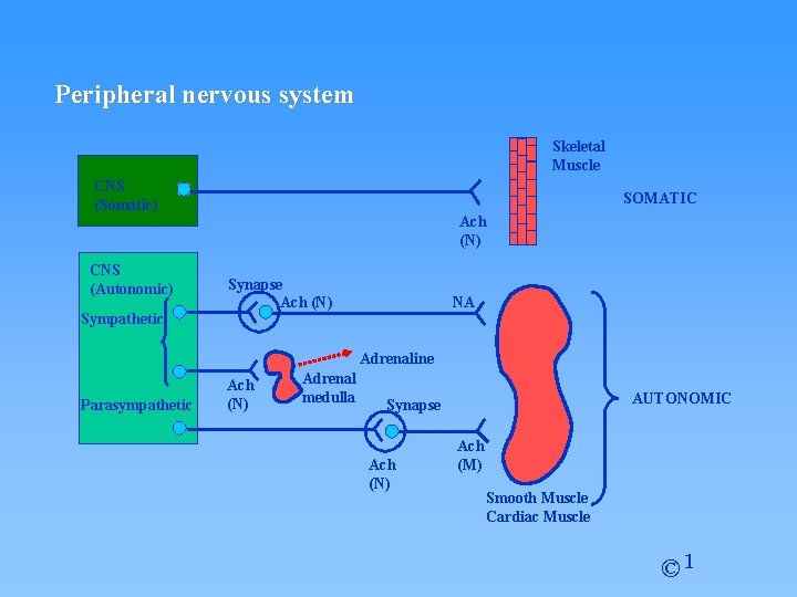 Peripheral nervous system Skeletal Muscle CNS (Somatic) CNS (Autonomic) Sympathetic SOMATIC Ach (N) Synapse