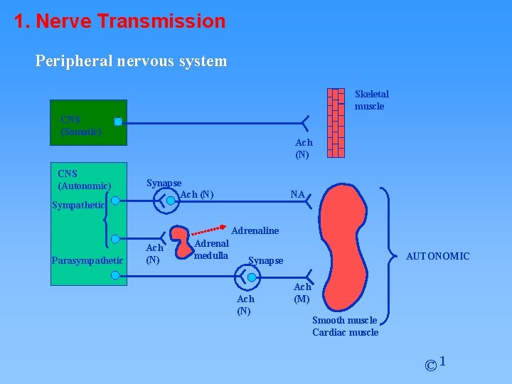 1. Nerve Transmission Peripheral nervous system Skeletal muscle CNS (Somatic) CNS (Autonomic) Sympathetic Ach