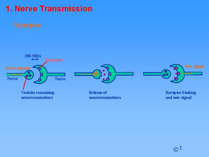 1. Nerve Transmission Synapses 100 -500 A Receptors New signal Nerve impulse Nerve Vesicles