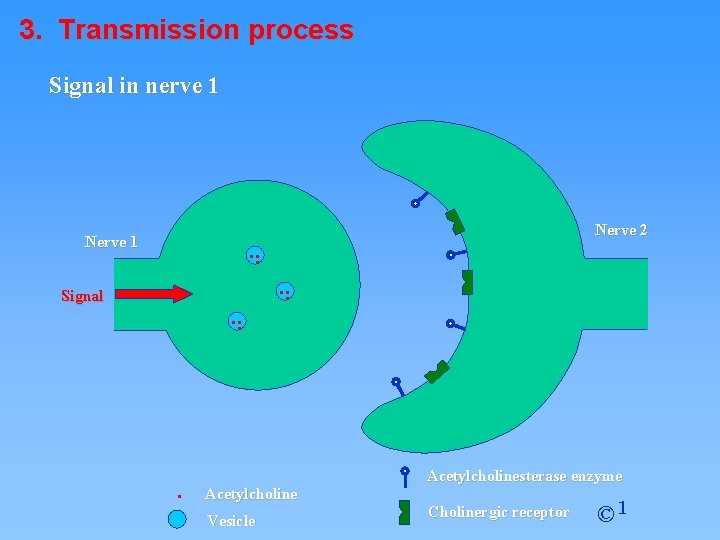 3. Transmission process Signal in nerve 1 . . . Nerve 1 Signal .