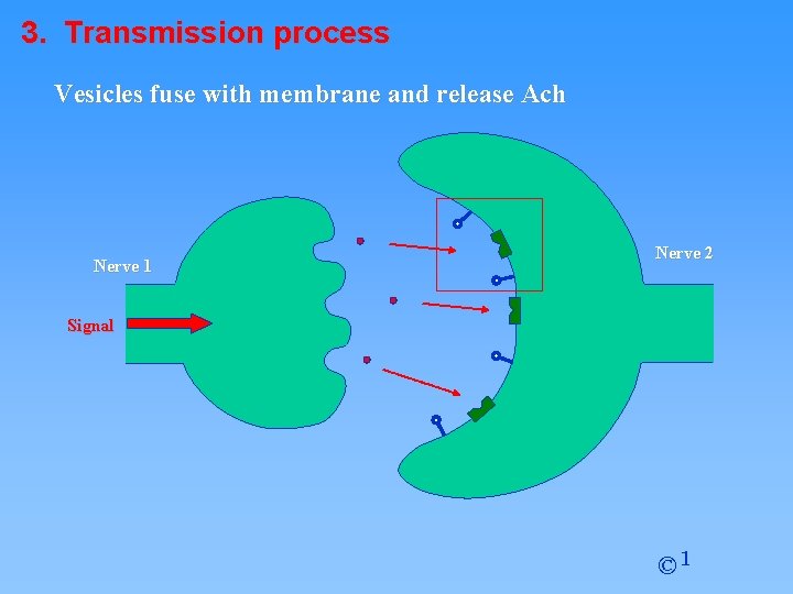 3. Transmission process Vesicles fuse with membrane and release Ach Nerve 1 Nerve 2