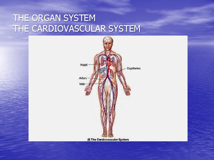 THE ORGAN SYSTEM THE CARDIOVASCULAR SYSTEM 