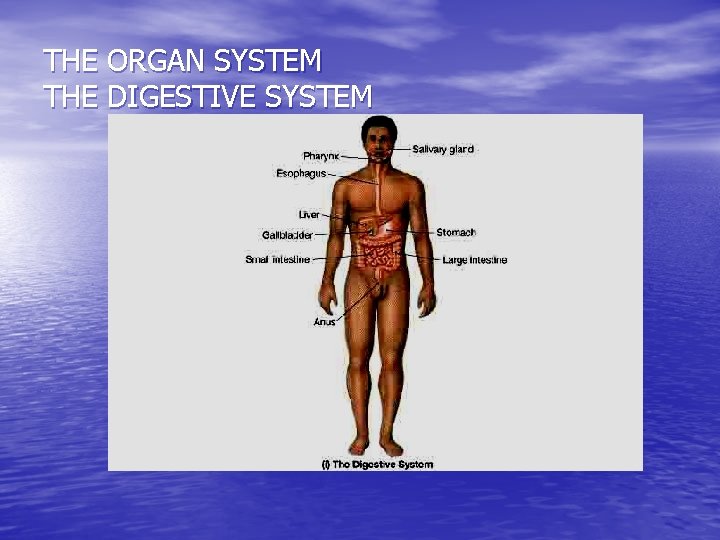THE ORGAN SYSTEM THE DIGESTIVE SYSTEM 