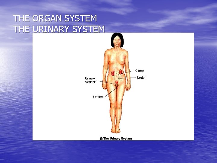 THE ORGAN SYSTEM THE URINARY SYSTEM 