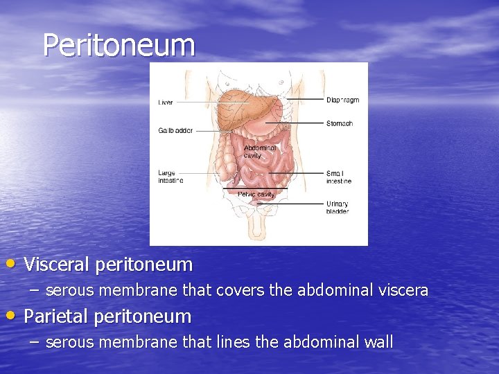 Peritoneum • Visceral peritoneum – serous membrane that covers the abdominal viscera • Parietal
