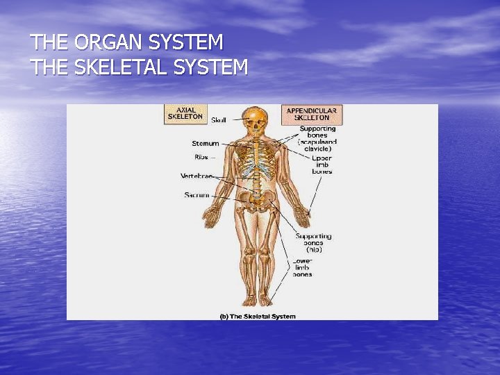THE ORGAN SYSTEM THE SKELETAL SYSTEM 