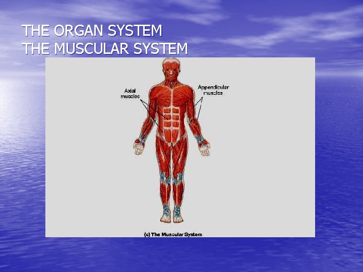 THE ORGAN SYSTEM THE MUSCULAR SYSTEM 