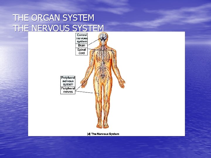 THE ORGAN SYSTEM THE NERVOUS SYSTEM 