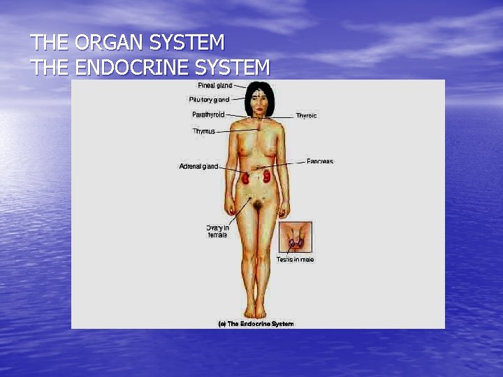 THE ORGAN SYSTEM THE ENDOCRINE SYSTEM 