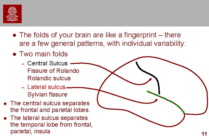 l l The folds of your brain are like a fingerprint – there a l l The folds of your brain are like a fingerprint – there a