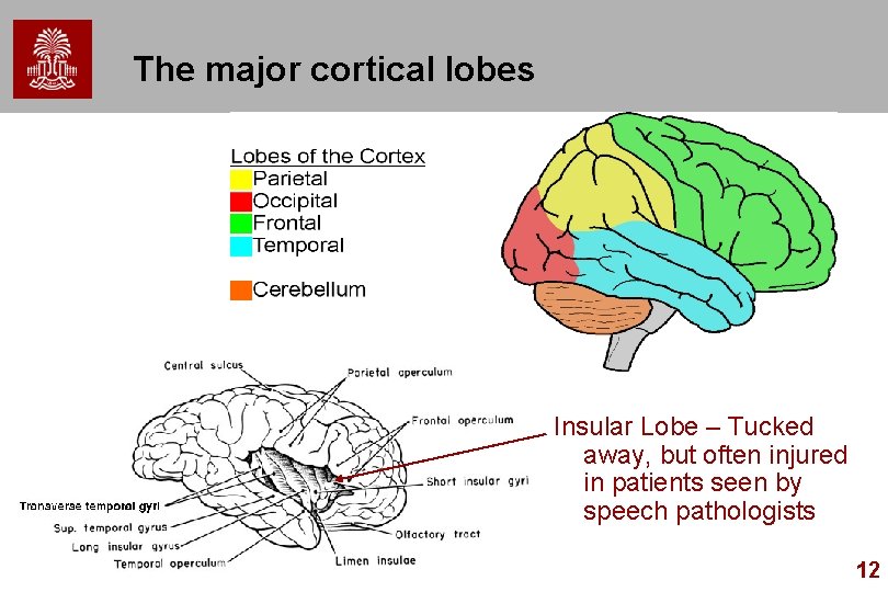 The major cortical lobes Insular Lobe – Tucked away, but often injured in patients The major cortical lobes Insular Lobe – Tucked away, but often injured in patients