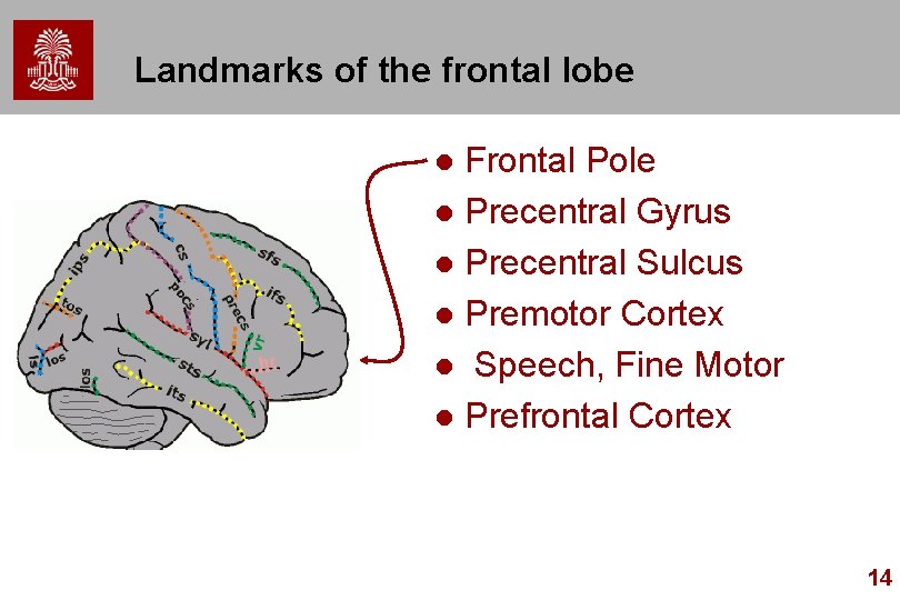 Landmarks of the frontal lobe Frontal Pole l Precentral Gyrus l Precentral Sulcus l Landmarks of the frontal lobe Frontal Pole l Precentral Gyrus l Precentral Sulcus l