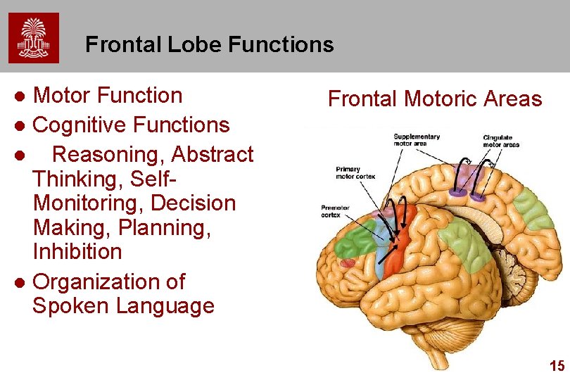 Frontal Lobe Functions Motor Function l Cognitive Functions l Reasoning, Abstract Thinking, Self. Monitoring, Frontal Lobe Functions Motor Function l Cognitive Functions l Reasoning, Abstract Thinking, Self. Monitoring,