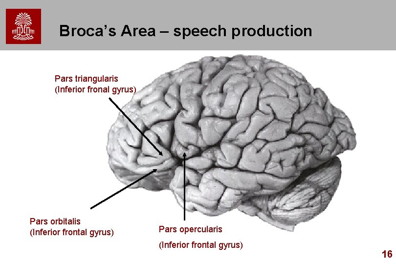Broca’s Area – speech production Pars triangularis (Inferior fronal gyrus) Pars orbitalis (Inferior frontal Broca’s Area – speech production Pars triangularis (Inferior fronal gyrus) Pars orbitalis (Inferior frontal