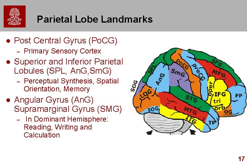 Parietal Lobe Landmarks l Post Central Gyrus (Po. CG) – l Superior and Inferior Parietal Lobe Landmarks l Post Central Gyrus (Po. CG) – l Superior and Inferior