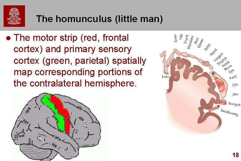 The homunculus (little man) l The motor strip (red, frontal cortex) and primary sensory The homunculus (little man) l The motor strip (red, frontal cortex) and primary sensory