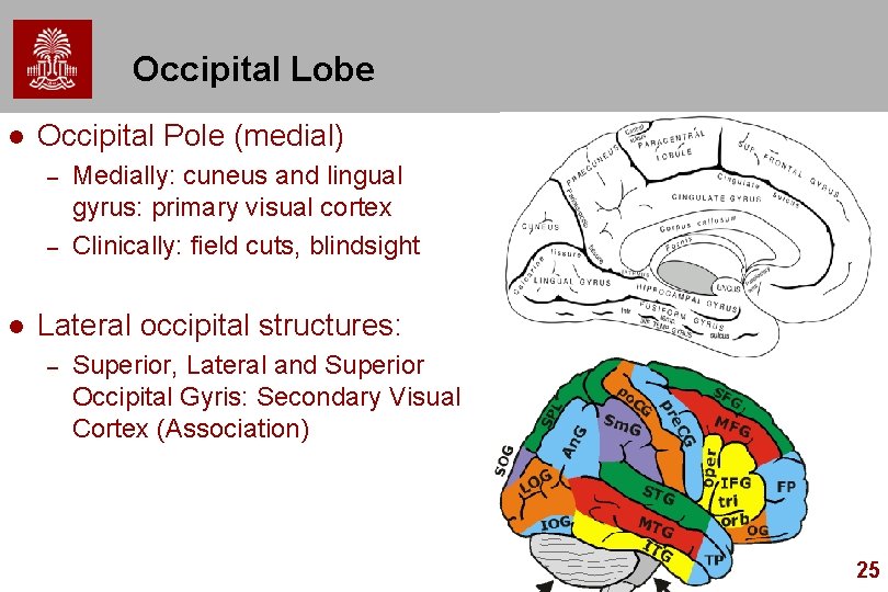 Occipital Lobe l Occipital Pole (medial) – – l Medially: cuneus and lingual gyrus: Occipital Lobe l Occipital Pole (medial) – – l Medially: cuneus and lingual gyrus: