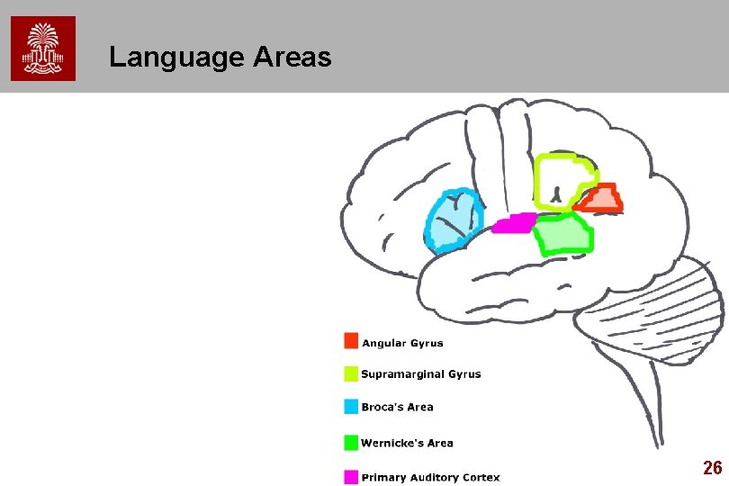 Language Areas 26 Language Areas 26