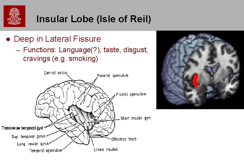 Insular Lobe (Isle of Reil) l Deep in Lateral Fissure – Functions: Language(? ), Insular Lobe (Isle of Reil) l Deep in Lateral Fissure – Functions: Language(? ),