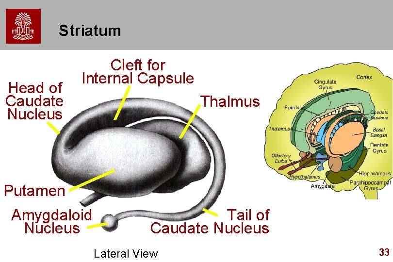 Striatum Head of Caudate Nucleus Cleft for Internal Capsule Thalmus Putamen Amygdaloid Nucleus Tail Striatum Head of Caudate Nucleus Cleft for Internal Capsule Thalmus Putamen Amygdaloid Nucleus Tail