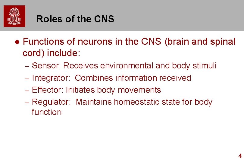 Roles of the CNS l Functions of neurons in the CNS (brain and spinal Roles of the CNS l Functions of neurons in the CNS (brain and spinal
