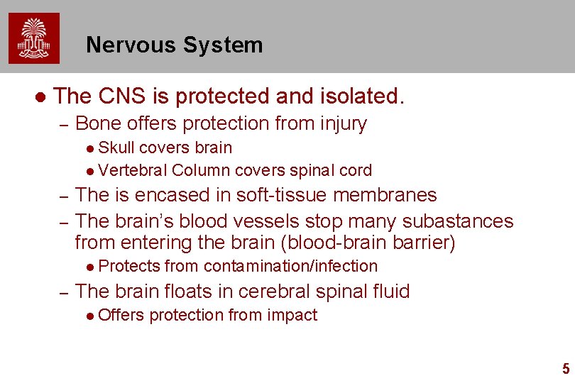 Nervous System l The CNS is protected and isolated. – Bone offers protection from Nervous System l The CNS is protected and isolated. – Bone offers protection from