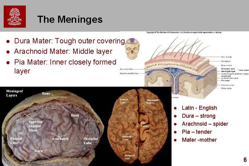 The Meninges l l l Dura Mater: Tough outer covering Arachnoid Mater: Middle layer The Meninges l l l Dura Mater: Tough outer covering Arachnoid Mater: Middle layer