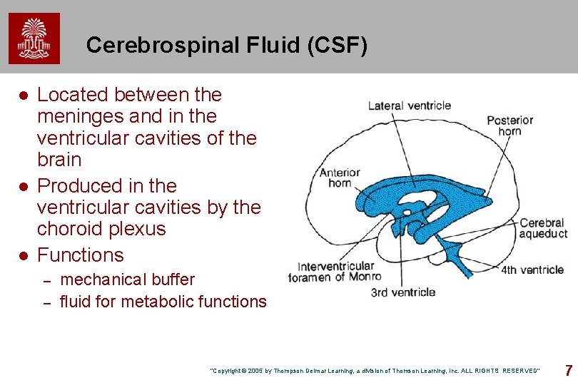 Cerebrospinal Fluid (CSF) l l l Located between the meninges and in the ventricular Cerebrospinal Fluid (CSF) l l l Located between the meninges and in the ventricular