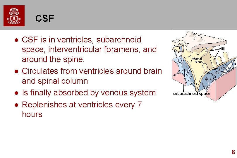 CSF l l CSF is in ventricles, subarchnoid space, interventricular foramens, and around the CSF l l CSF is in ventricles, subarchnoid space, interventricular foramens, and around the