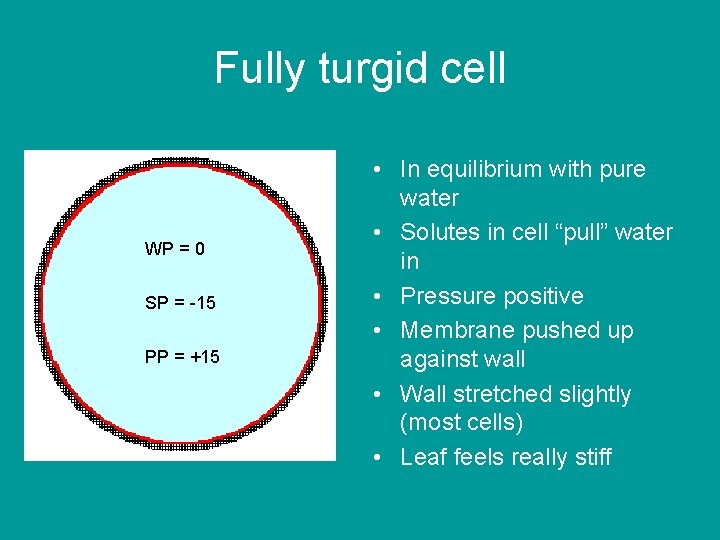 Fully turgid cell WP = 0 SP = -15 PP = +15 • In