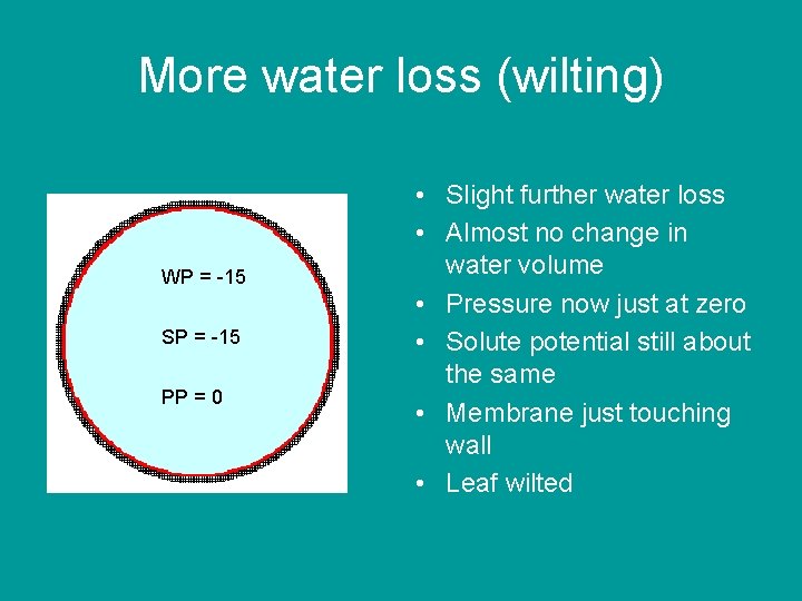 More water loss (wilting) WP = -15 SP = -15 PP = 0 •