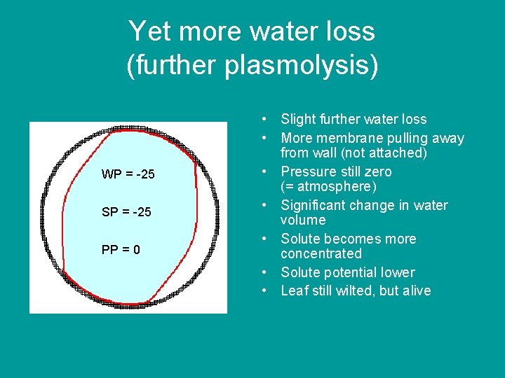 Yet more water loss (further plasmolysis) WP = -25 SP = -25 PP =