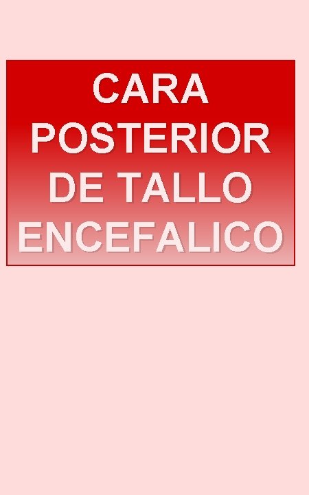 CARA POSTERIOR DE TALLO ENCEFALICO 