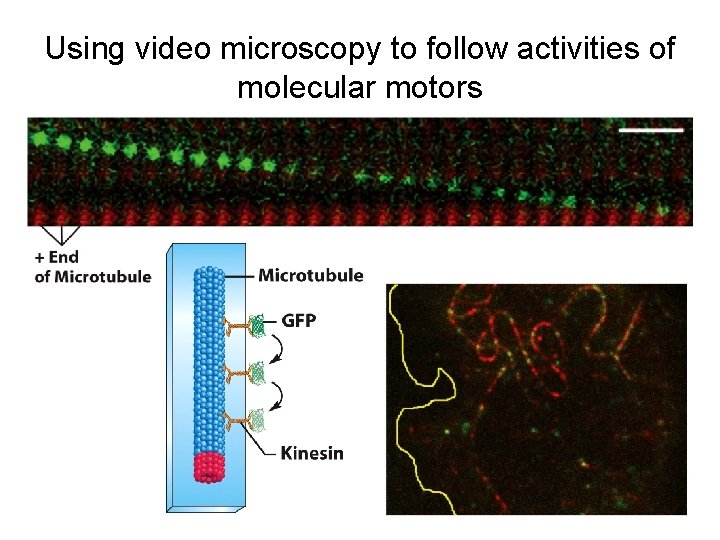 Using video microscopy to follow activities of molecular motors 