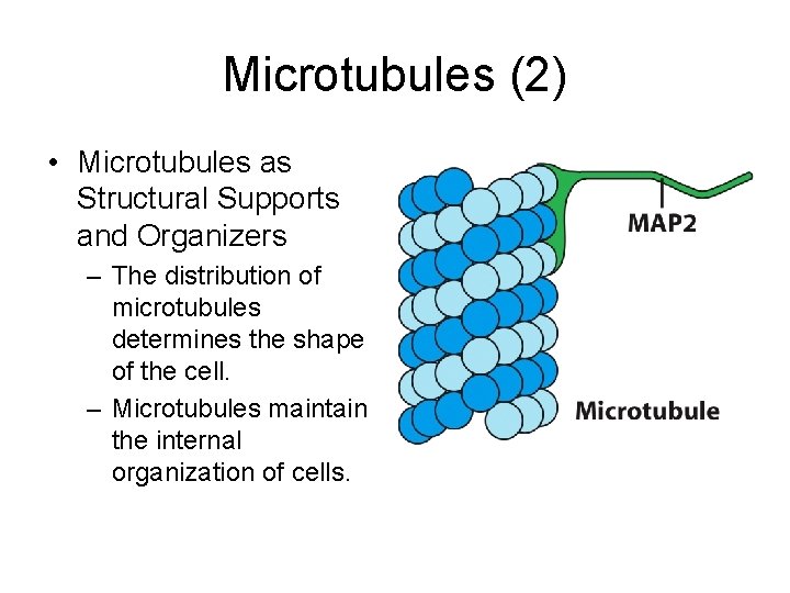 Microtubules (2) • Microtubules as Structural Supports and Organizers – The distribution of microtubules