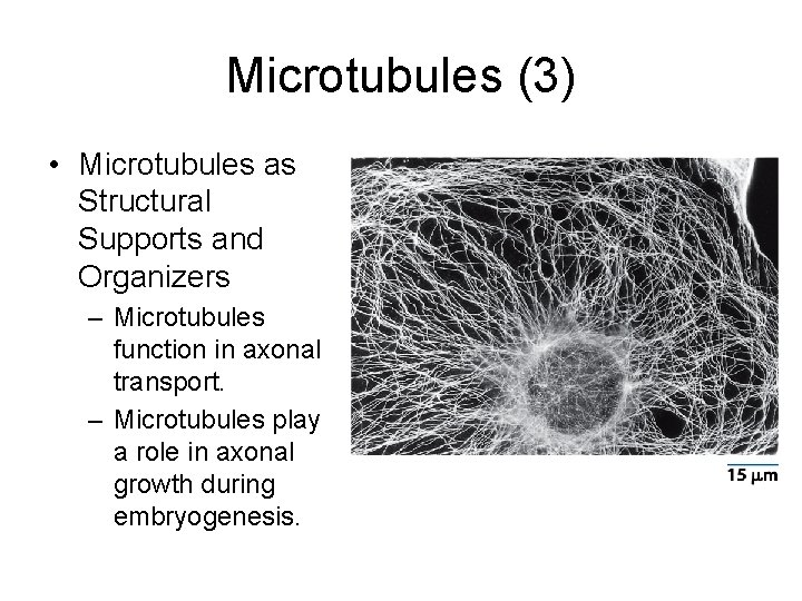 Microtubules (3) • Microtubules as Structural Supports and Organizers – Microtubules function in axonal